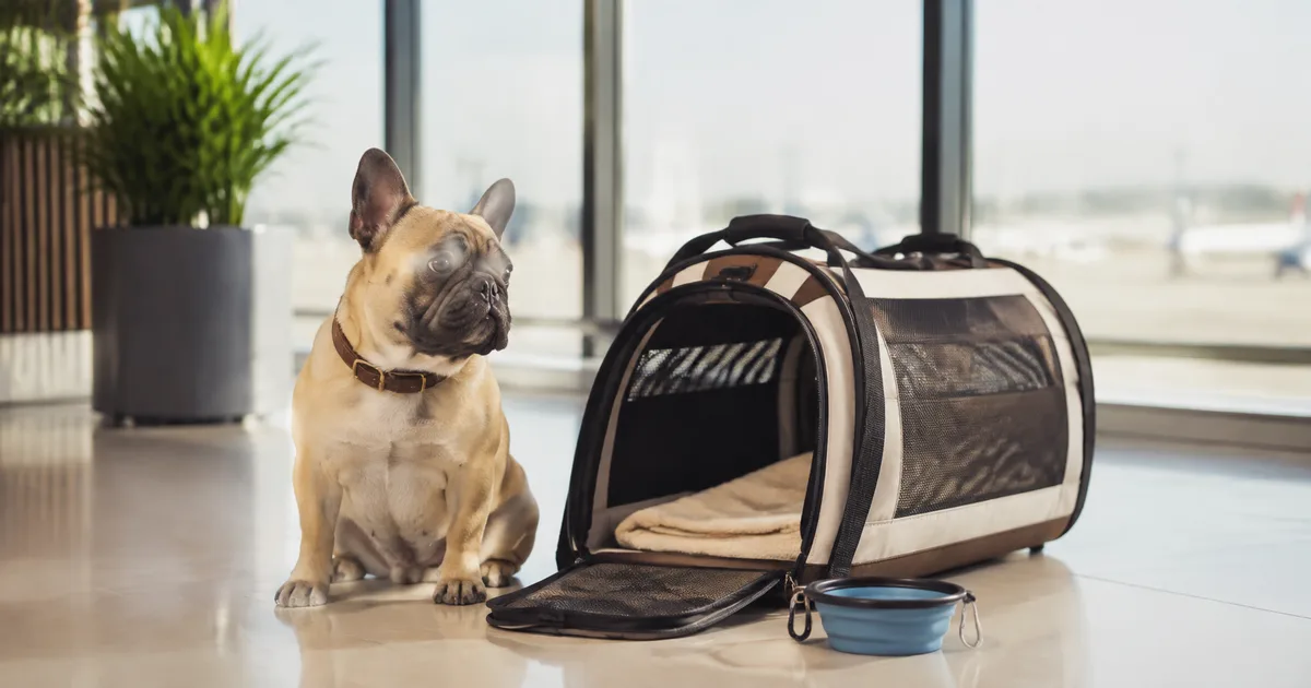 Traveling with a French Bulldog: Car and Plane Safety Guide